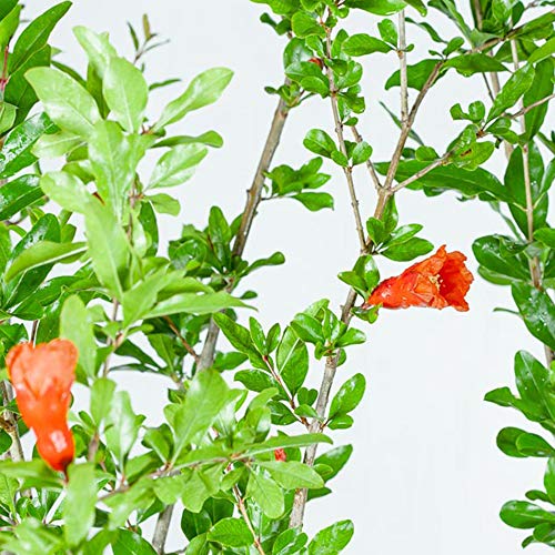 Wonderful Pomegranate 2 Gallon