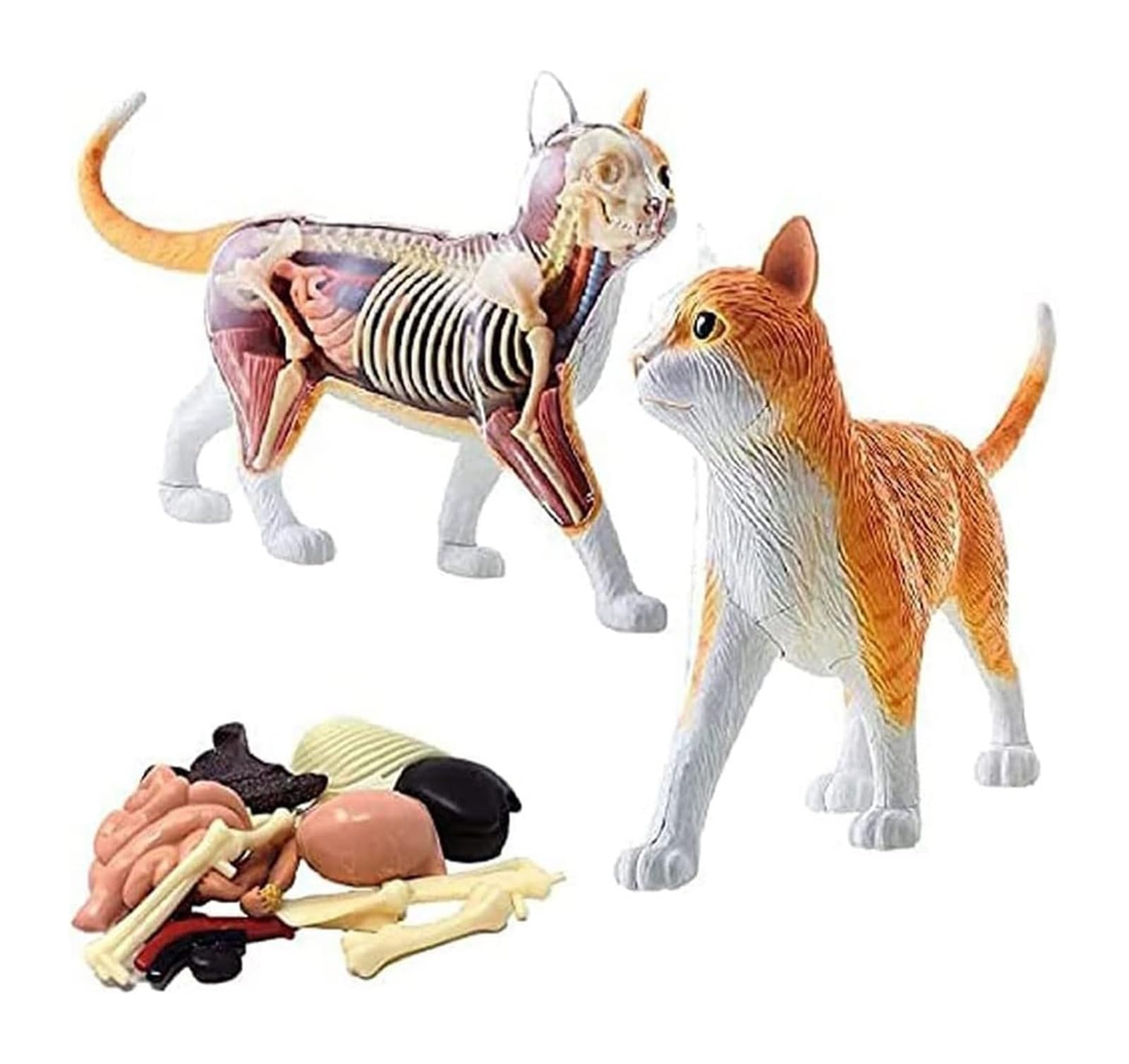 Amazon.co.jp: SNIME 動物解剖モデル 4D 猫の骨格解剖学モデル、長さ