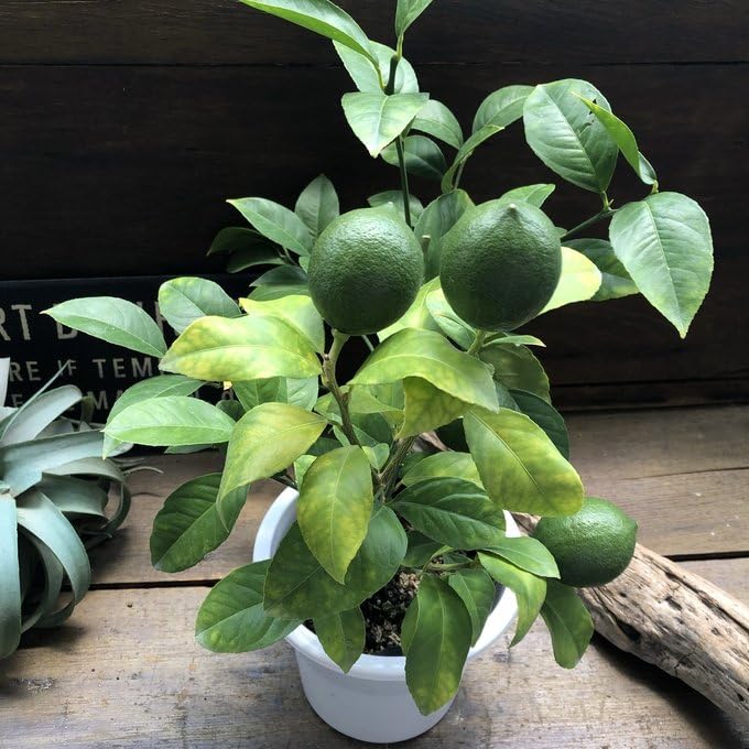 ◾️レモンの木☆ 実付き ◾️レモンの木☆ 実付き