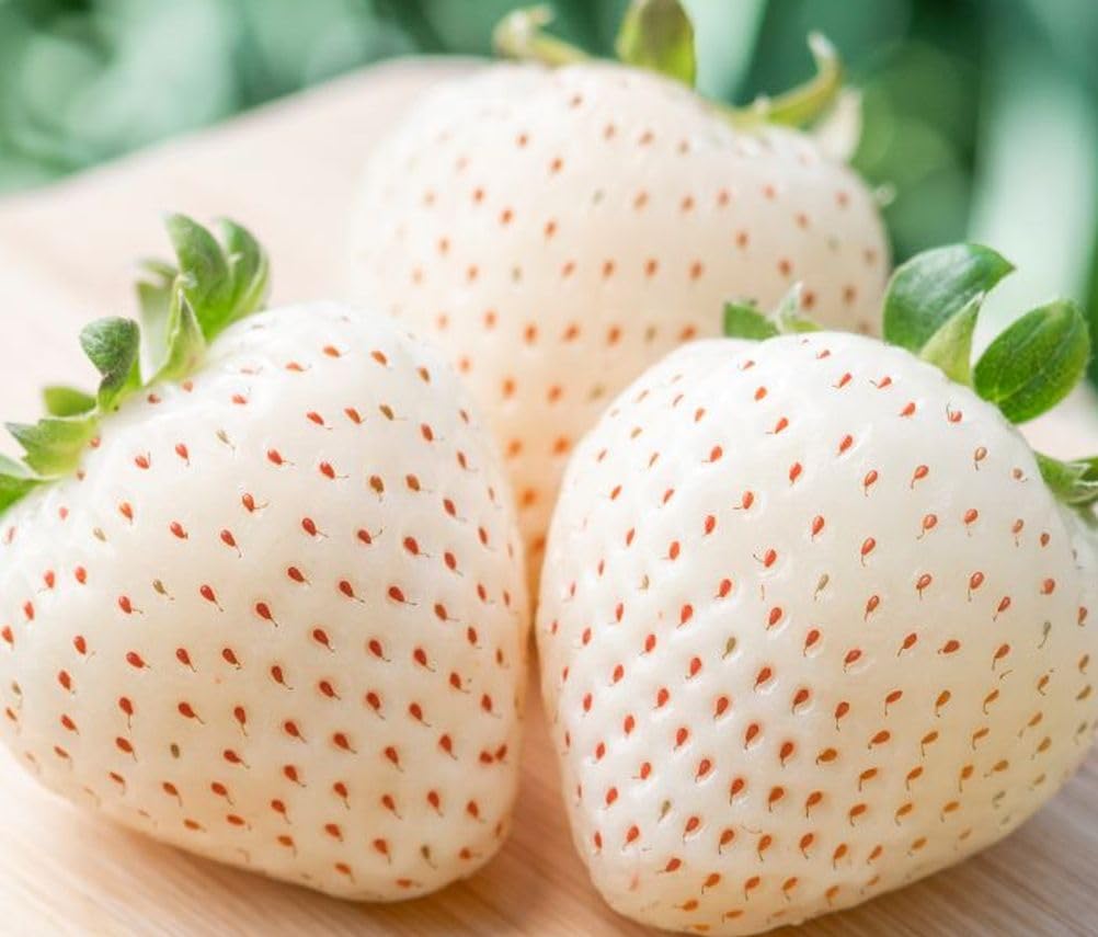 　WILD　STRAWBERRY　WHITE　４客セット Amazon.com : 300+ White Alpine Strawberry Seeds: Heirloom, Sweet