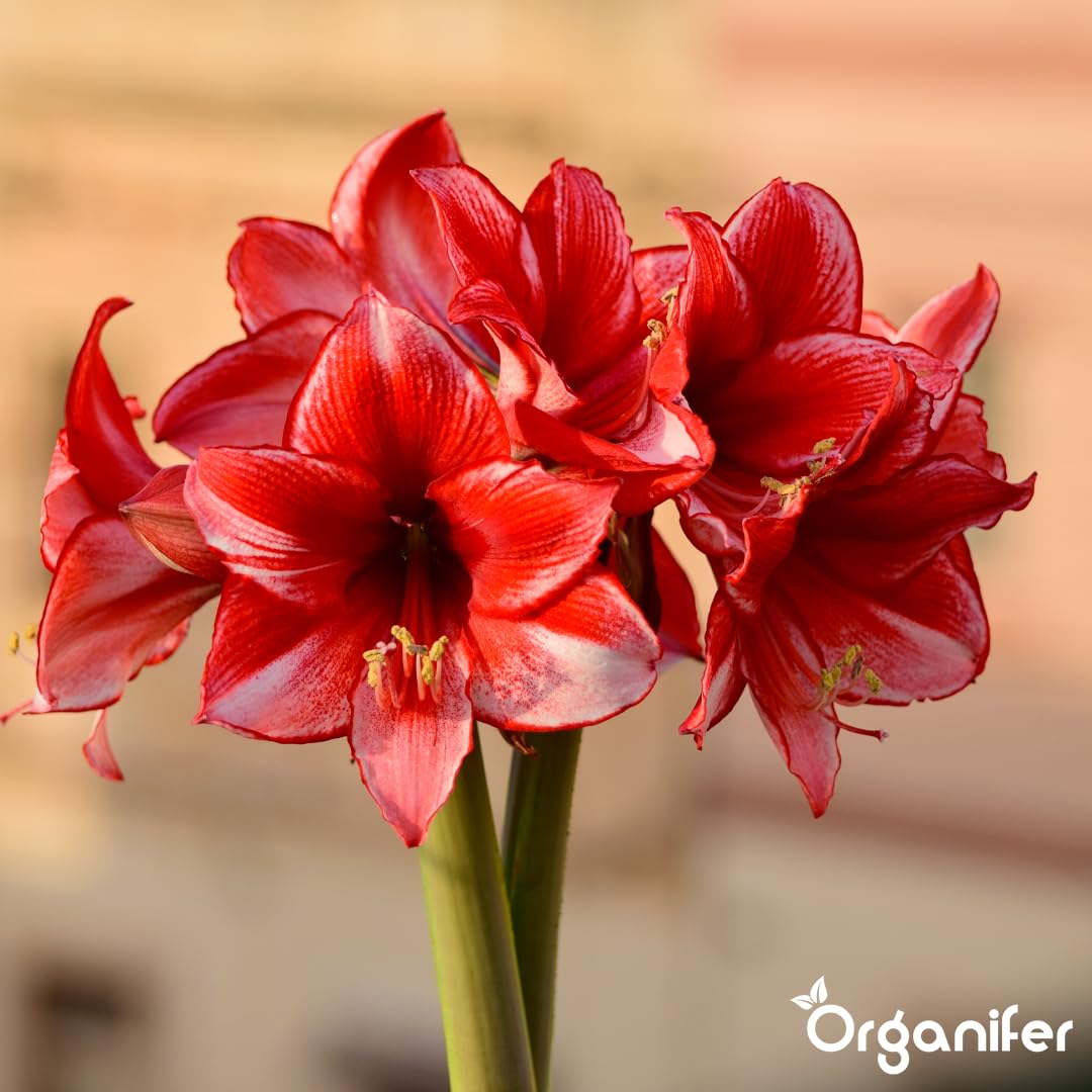 Amaryllis Płynny Nawóz - 10L - NPK 3-4-3 | Nawóz Płynny Dla Dużych Kwiatów I Mocnych Cebul - Wspomaga Rozwój Korzeni I Witalność - Organifer