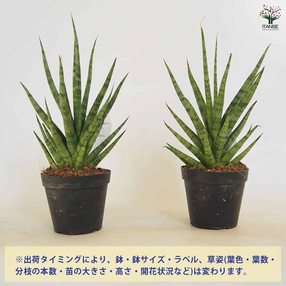 Amazon｜ITANSE サンスベリア トーチ 3号 1個売り 観葉植物 学名