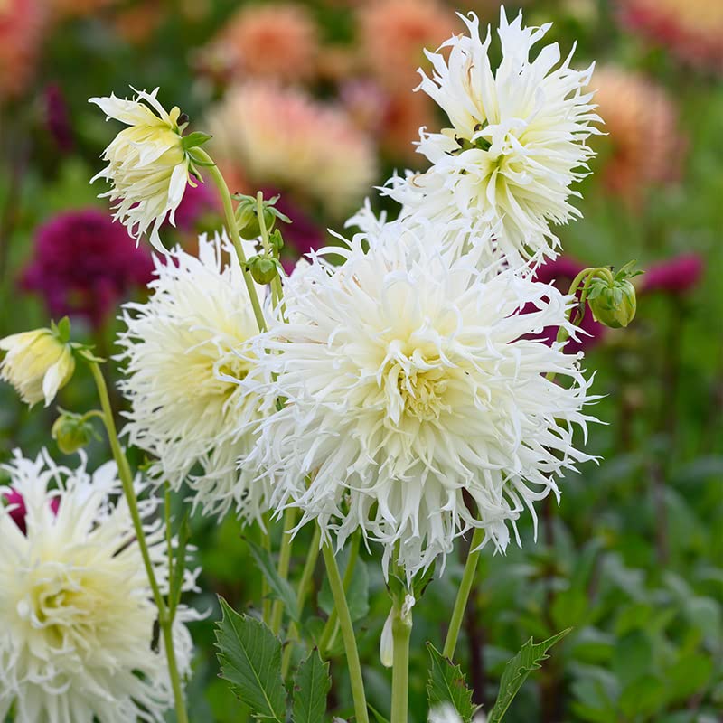 Amazon.com : Votaniki Dahlia Semi Cactus Tsuki Yori No Shisha