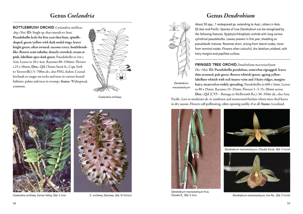 'Field Guide to Australian Orchids - Epiphytes: including the island territories