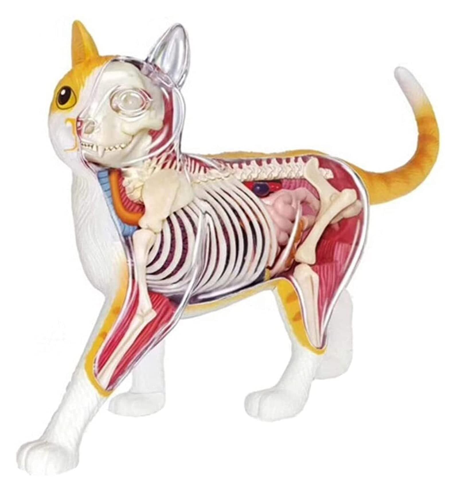 Modèle anatomique de chat AMITD pour assimiler la chirurgie et le squelette félin