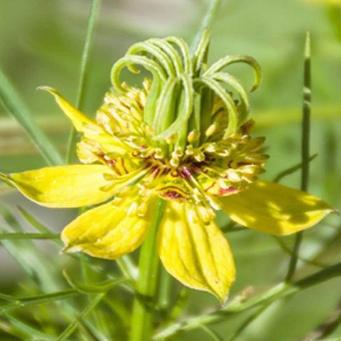 Amazon.co.jp: 種 花たね ニゲラ トランスフォーマー 1袋（400mg