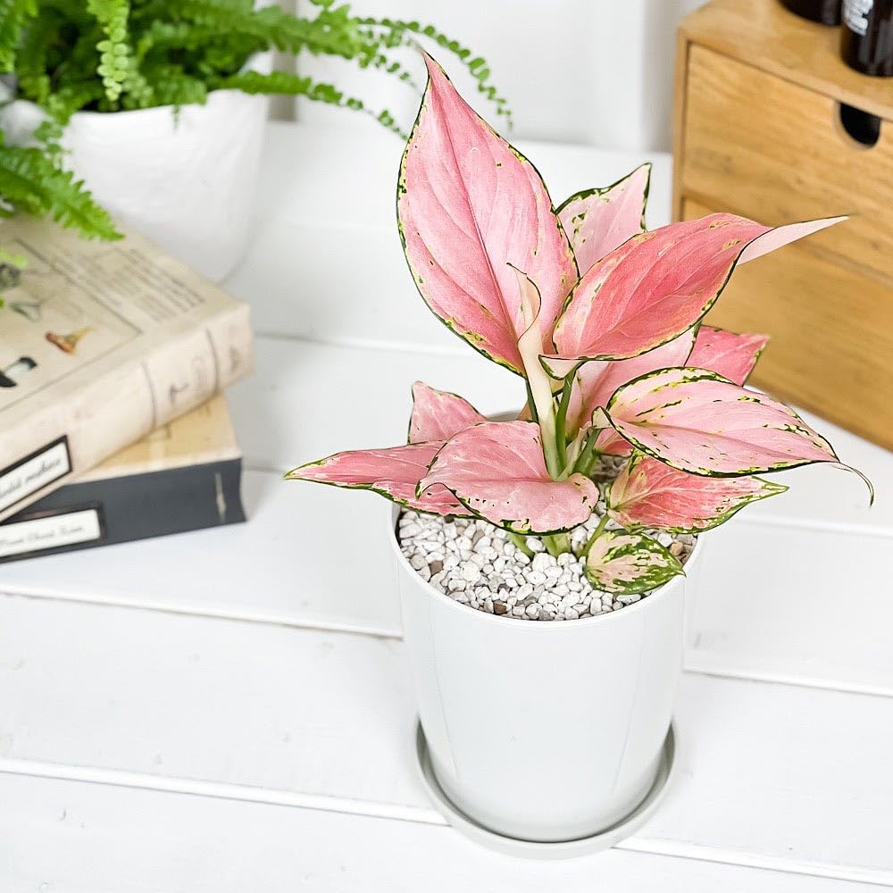 Amazon.co.jp: PLANCHU 観葉植物 アグラオネマ オースピシャスレッド 4
