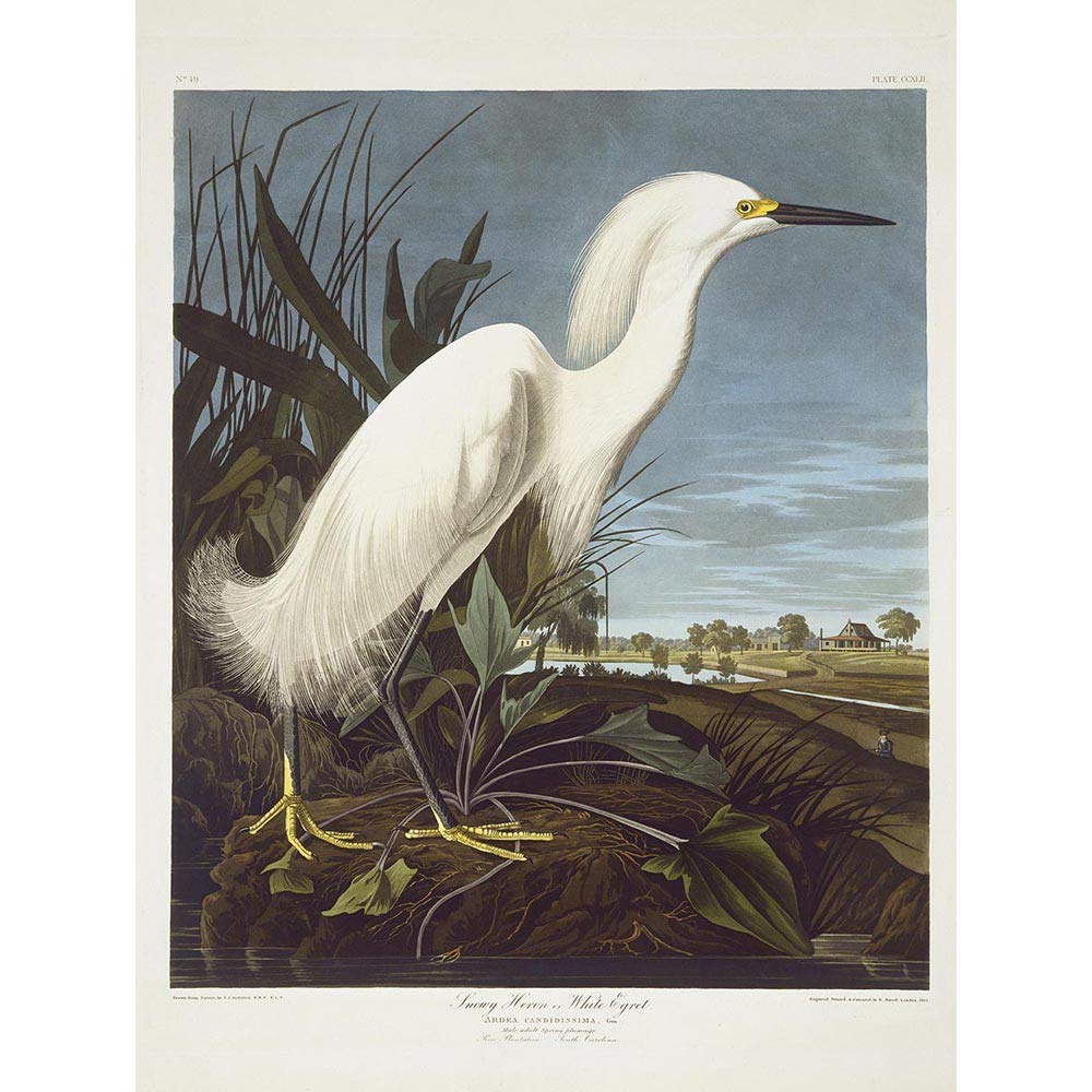 Wee Blue Coo Havell Audubon American Snowy Heron Egret Zoology Art Print Poster Wall Decor 12X16 Inch
