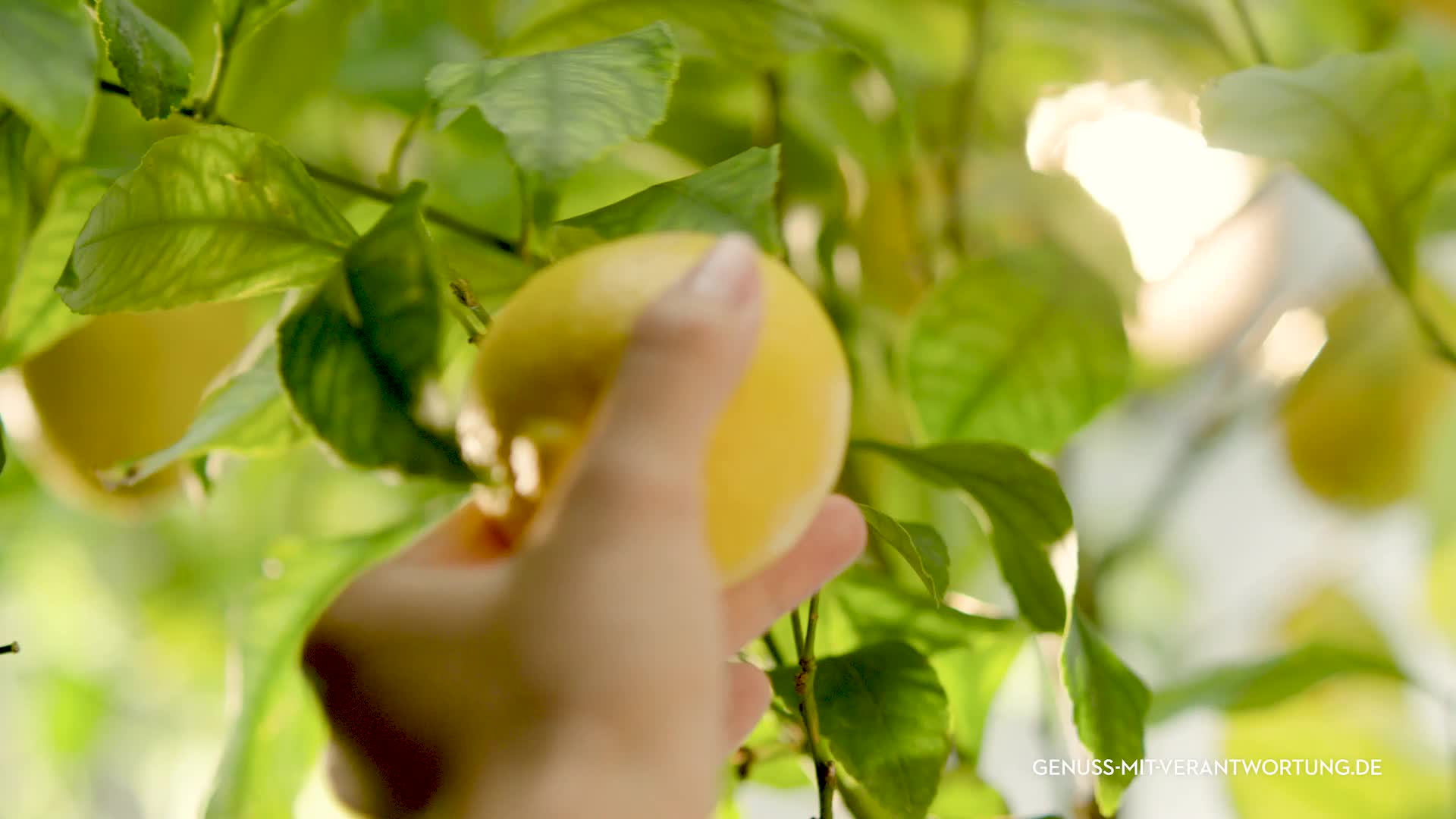 Malfy Gin con Limone – Super Premium Gin aus Italien mit italienischen Zitronen – 41% Vol – 1 x 0,7L – Bild 8