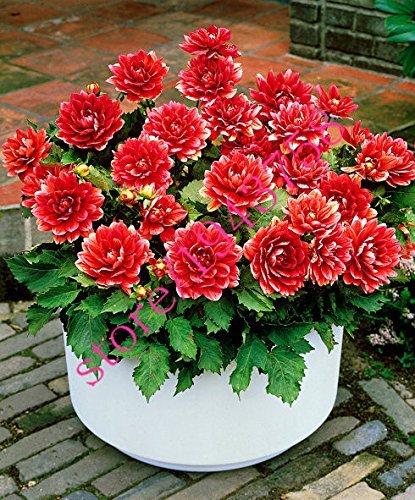 Golden Hills Farm® (AVG 100-500) seeds Flower Seeds : Dahlia-Unwin Dwarf Terrace Garden Flower Hybrid Seed Packet Garden (B084NV1F94) Amazon Price History, Amazon Price Tracker