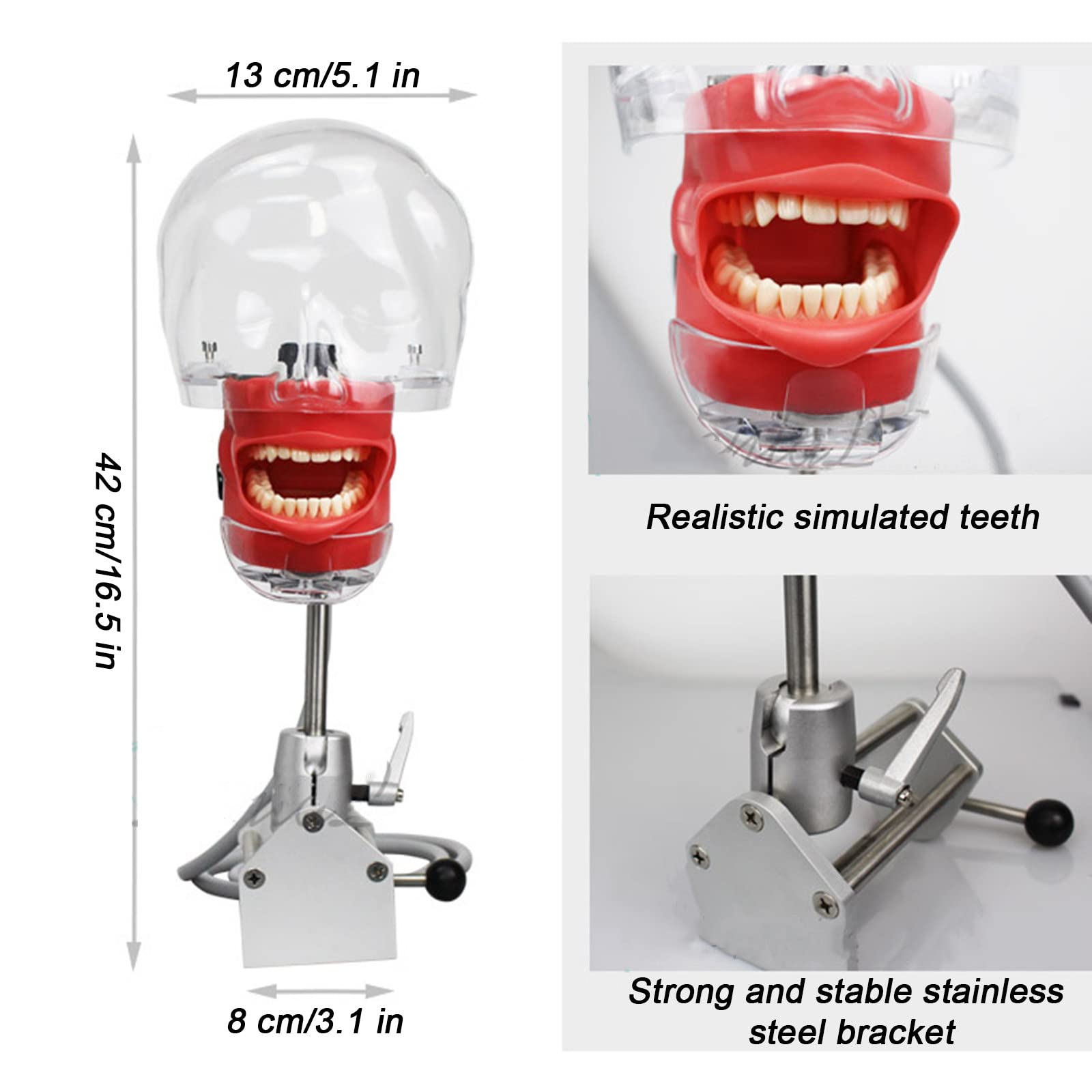 Amazon.co.jp: 歯科教育用ヘッドモールド、歯科シミュレーター