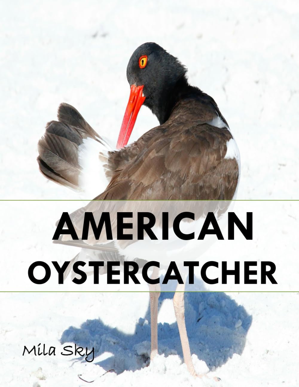 American Oystercatcher: A Stunning Visual Collection