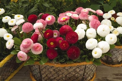 Miniatura 3 de Semillas Inglés Daisy Bellis Perennis Pompon Mix (Marguerites) Flores Perennes Sin OGM