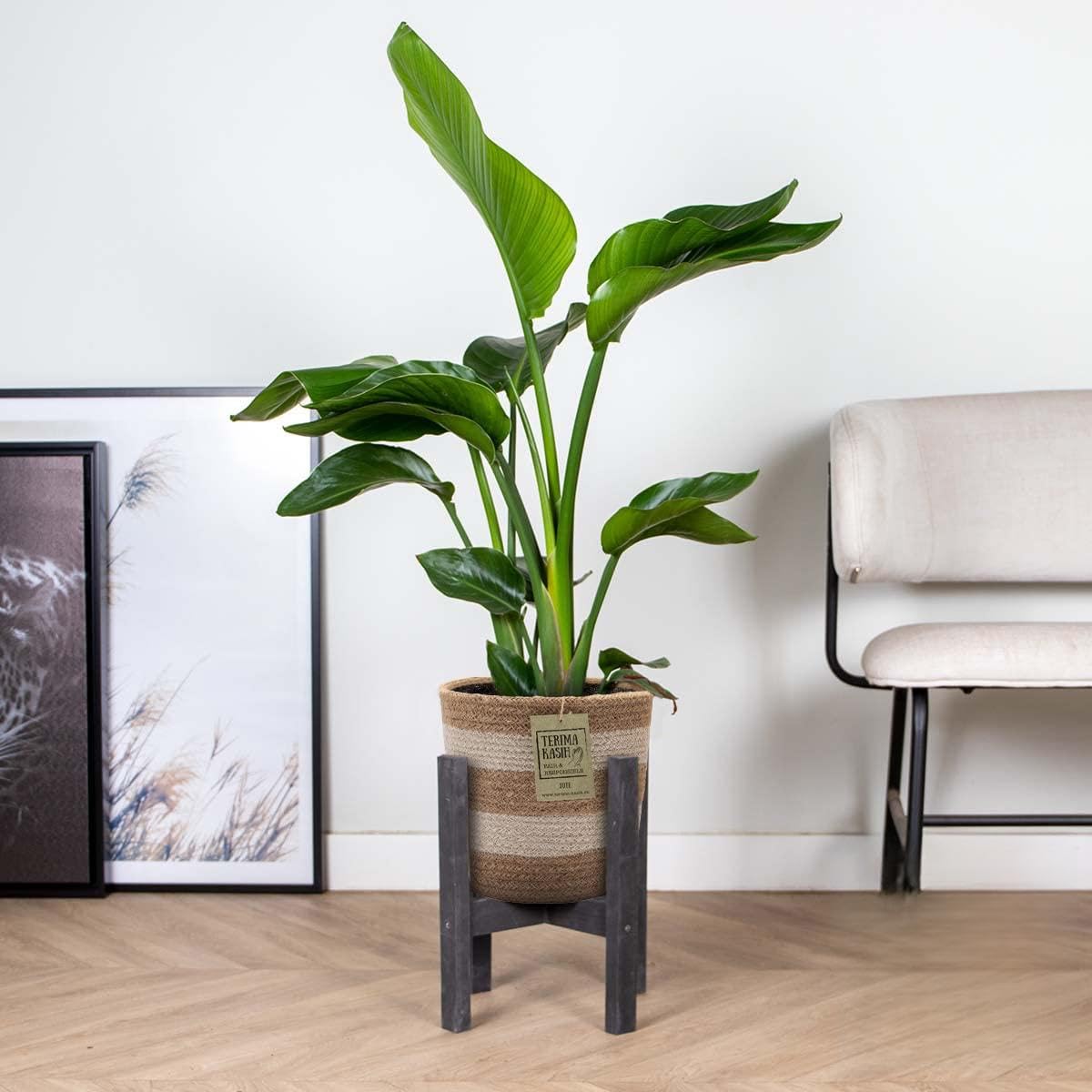 Bloomique - Strelitzia Nicolai - Paradiesvogelpflanze - Paradiesvogelblume  - Zimmerpflanzen - Luftreinigend - Pflegeleicht - Hhe 80-100 cm - Jute  Korb 21 cm - Topf 21 cm : Amazon.de: Garten