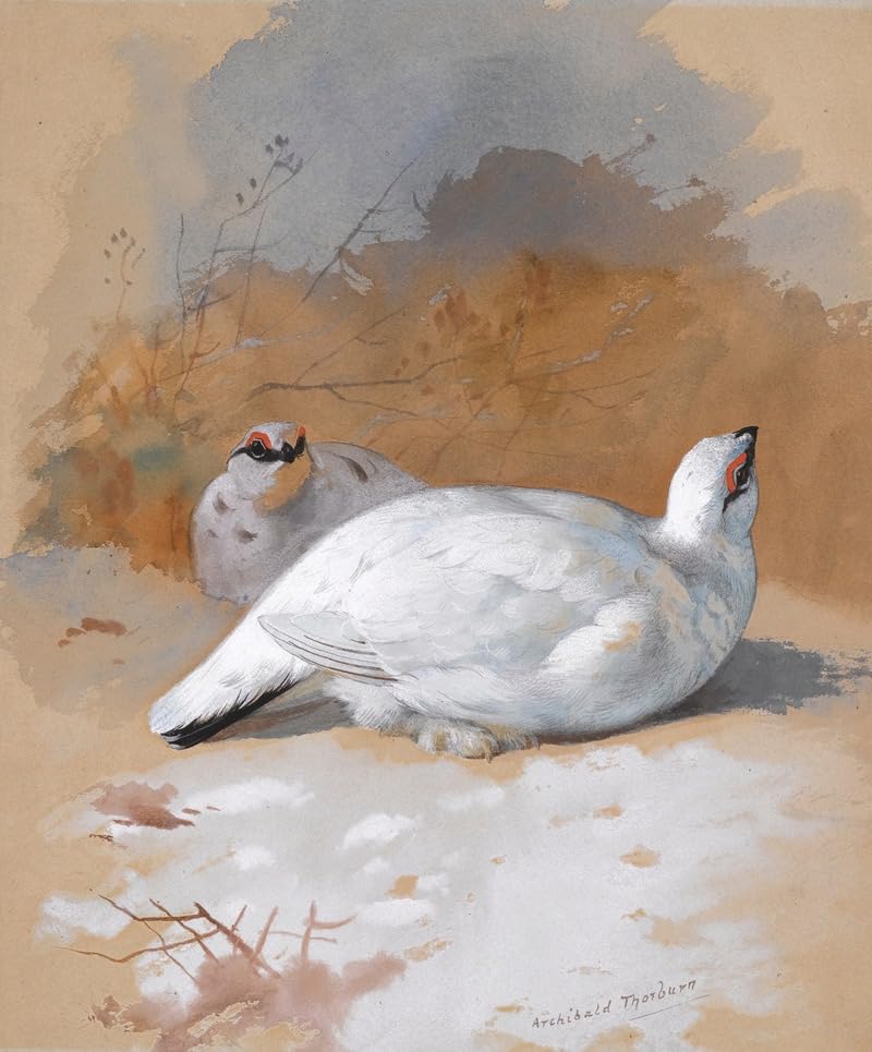 Pas Ptarmigan w śniegu plakat wydruk autorstwa Archibalda Thorburna (24 x 36)
