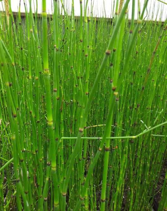Lincolnshire Pond Plants Ltd - Equisetum hyemale (Dutch Rush) - Marginal Pond Plants - MP035-1 / 9cm