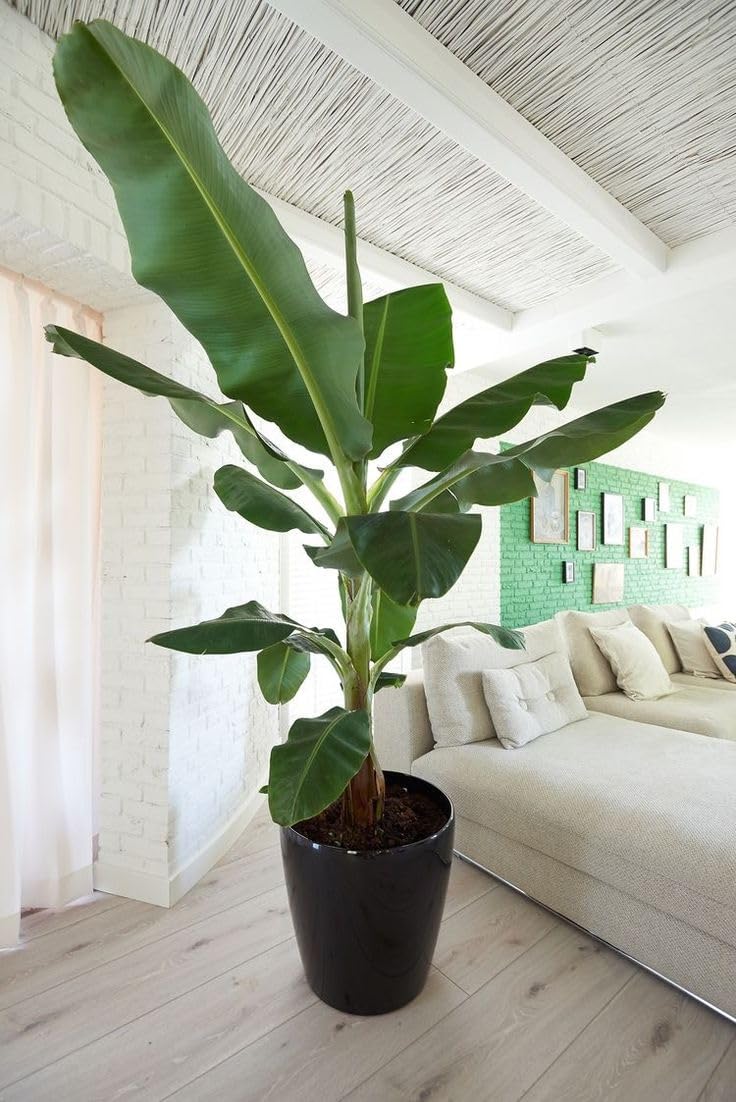 Mphmi Live Plant Nursery NCR Plants Banana plant Chakrakeli - Fruit Plants & Tree outdoor (B0C4H1W5PN) Amazon Price History, Amazon Price Tracker