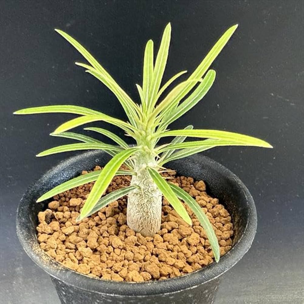 パキポディウムグラキリス巨大　コーデックス 超超特大サイズ パキポディウムグラキリス | bot.