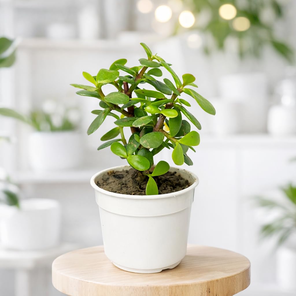 Indoor Jade Plant Live Succulent | Crassula Ovata Good Luck Money Plant for Home Decor | Desk, Easy Care, Air Purifying | Feng Shui Plant for Home, Balcony & Office Table Decoration JD99-image-23