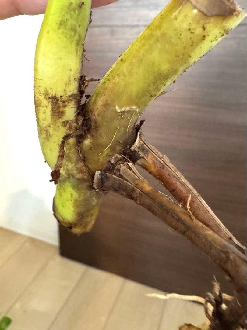 【超希少】 モンステラ デリシオーサ イエローマリリン 発根済み