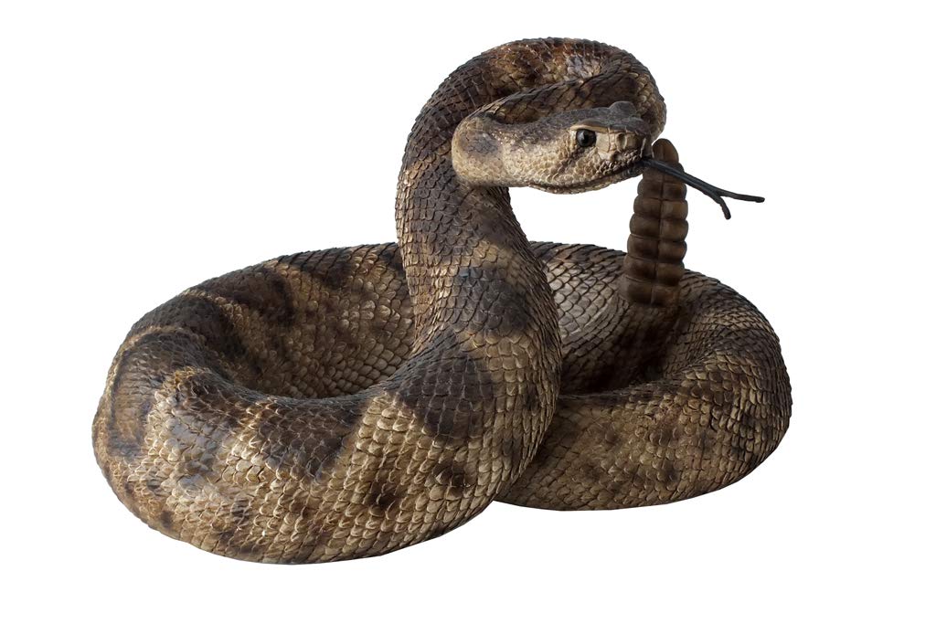 Amazon Co Jp 爬虫類 ヘビ ガラガラヘビ フィギュア 蛇の置物 毒蛇 Rattle Snake Figurine Statue ホーム キッチン
