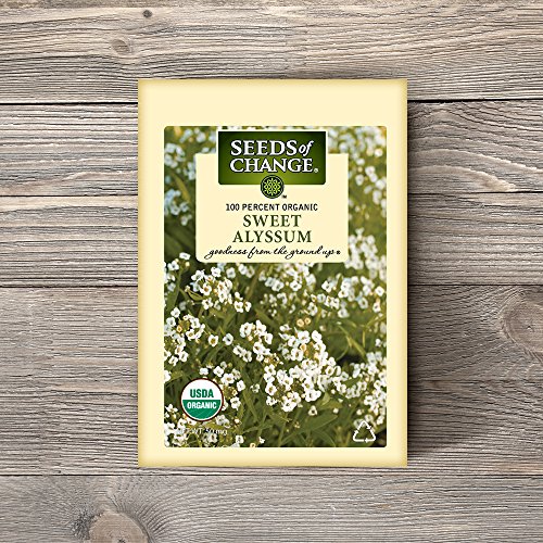 Seeds Of Change 4537 Alyssum, White #TOP1