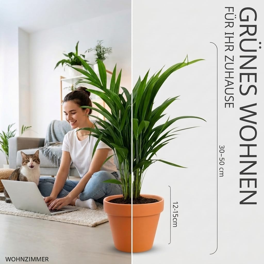“Katzenliebhaber” Pflanzenset + 5x Zinktopf | 5er-Set | Katzengras, Bergpalme, Areca, Grünlilie, Calathea | ca. 30-50 cm | Ø 12-15 cm Topf | Pflegeleichte Zimmerpflanzen für Wohnung und Büro