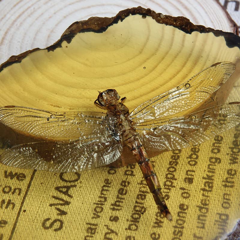 クリストファーマーレー　標本　イトトンボ　Amber Damselfly Amazon.com: Ximimark 1 PCS Beautiful Amber Dragonfly Fossil