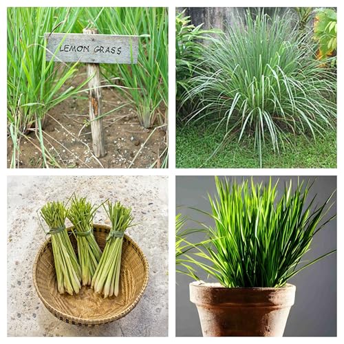 Semi Pianta Repellente Naturale Citronella, Cymbopogon Flexuosus, Contro Zanzare e Insetti