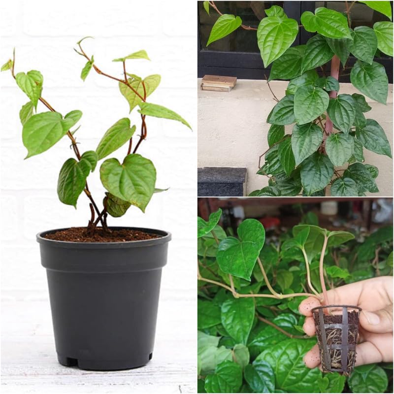 Piper betel leaf plant 1 Healthy live plant