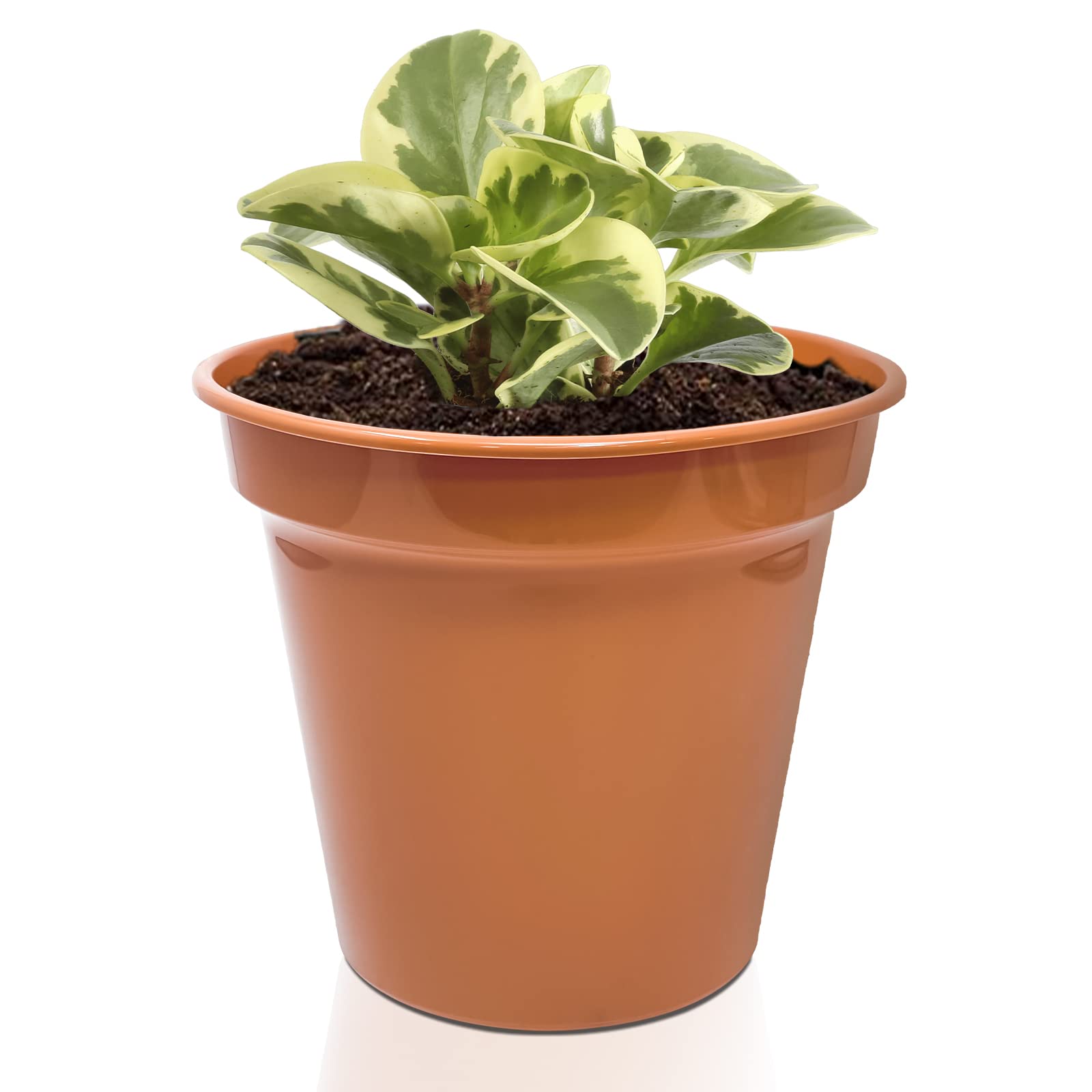 Winsome Pot (8 Inch) 8 Inch Terracotta Plant Pot With Drainage Holes, Indoor & Outdoor Plant Pot, Decorative Planter For Herbs, Flowers, Succulents & Repotting