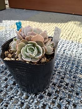 ①多肉植物【ルナレン】2苗セット　抜き苗 エケベリア 多肉植物 エケベリア ルナレン 抜き苗 その他インテリア雑貨