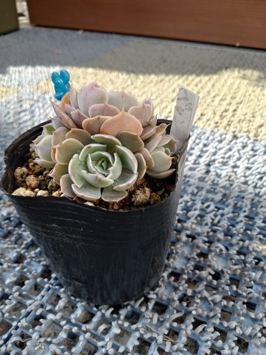 Amazon.co.jp: 多肉植物 ベレン 抜き苗 え エケベリア 7ハーフ