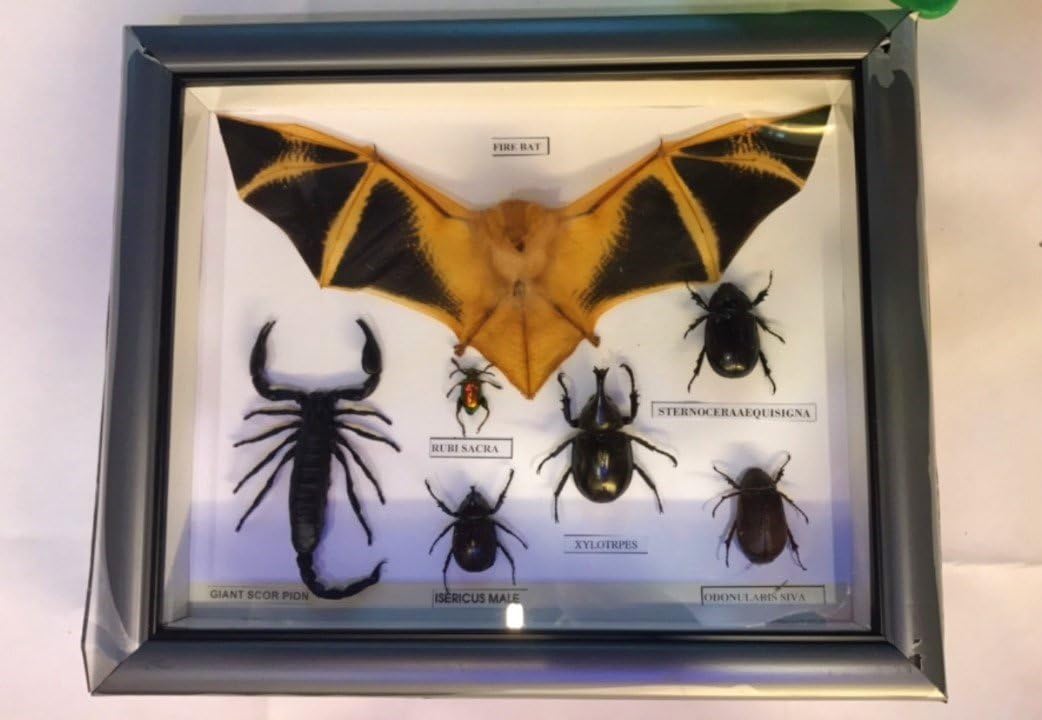REAL Taxidermy insects