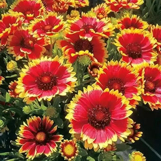 Image of Gladia Flower Seeds - Easy-to-Grow Gladiolus Bulbs for Vibrant Garden Blooms, Perfect for Flower Beds, Borders, and Bouquets (Pack Of 50+ Seed)