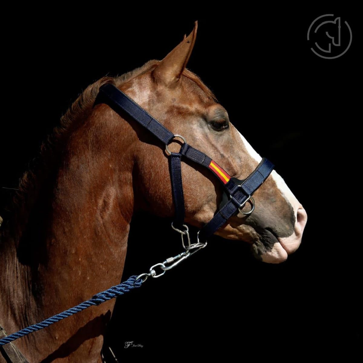 Los Nietos Cabezada cuadra nylon Dressage Talla COB Khaki