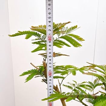 現品　エムの木　エバーフレッシュ　6番　古木　盆栽風　曲がり　特大　室内 現品 エムの木 エバーフレッシュ 6番 古木 盆栽風 曲がり 特大