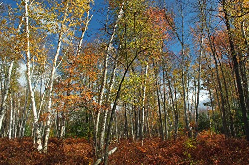 Paper Birch Seeds For Planting Outdoor Betula Papyrifera 200+ Seeds #TOP2