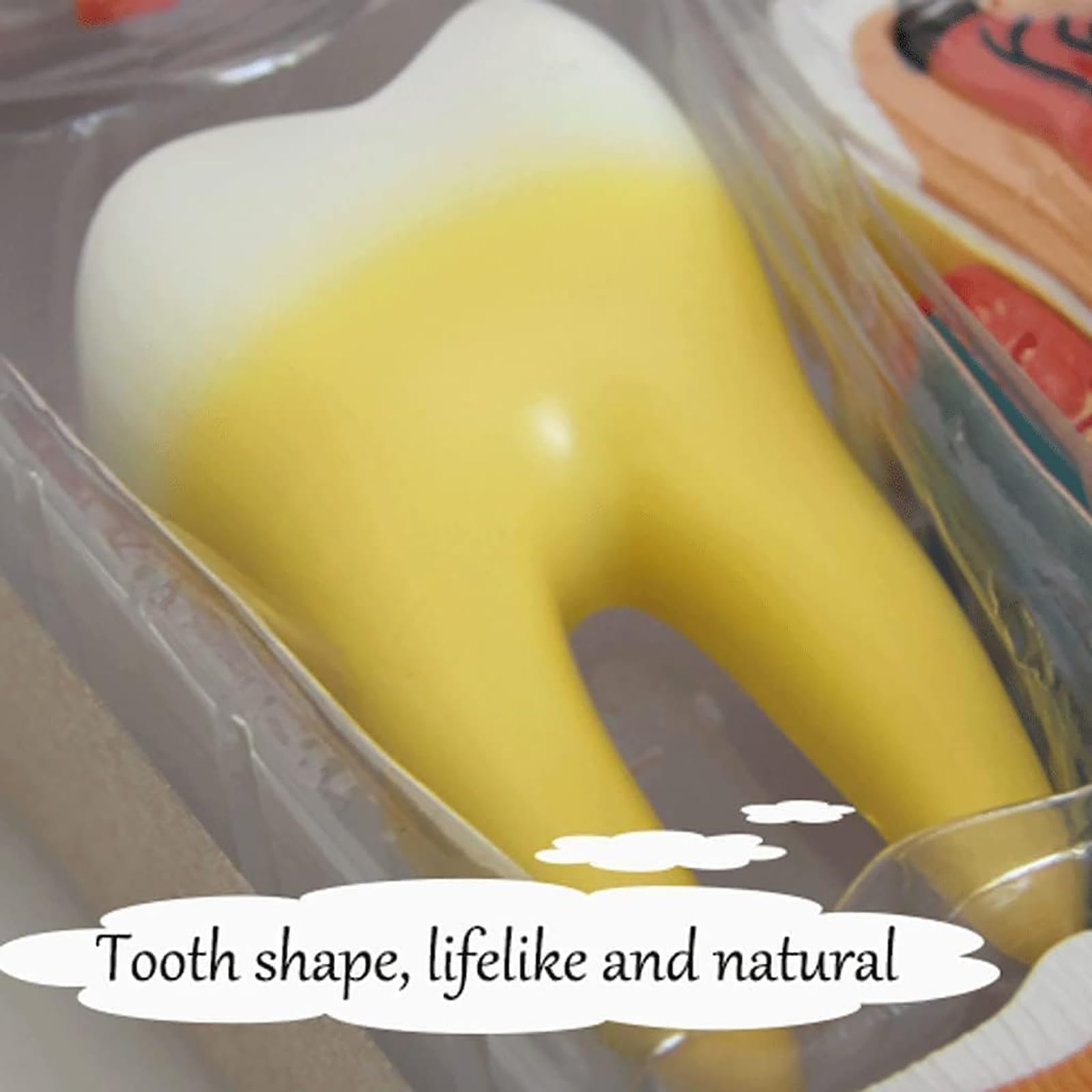 NGARY Model struktury ludzkich zębów 4D, model anatomii zębów, model zdejmowanych zębów, model demonstracyjny dentystyczny z 23 akcesoriami, do pomocy edukacyjnej