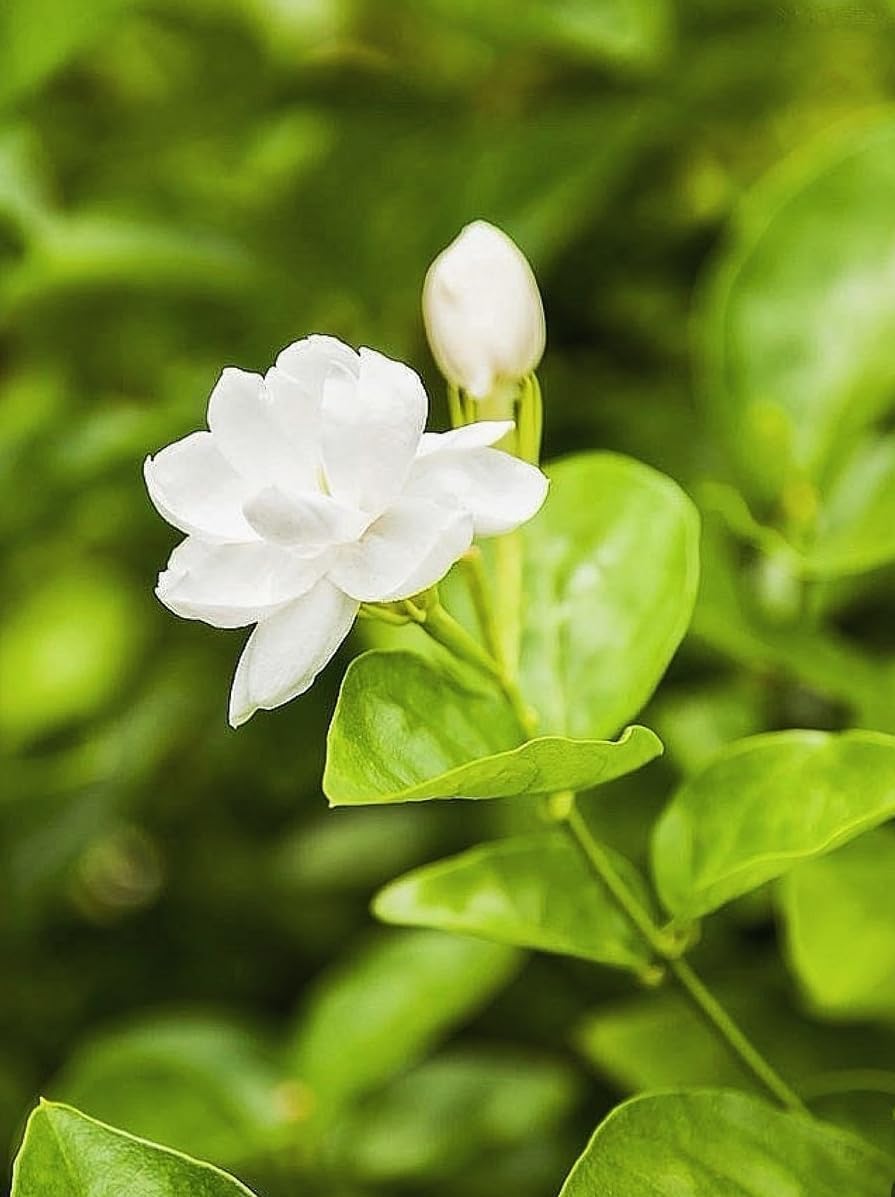 Jasmine Seeds 20 White Arabian Jasmine Flower Seeds - Fragrant Garden &  Bonsai Plant Seeds Jasmine Seeds For Bonsai And Home Garden