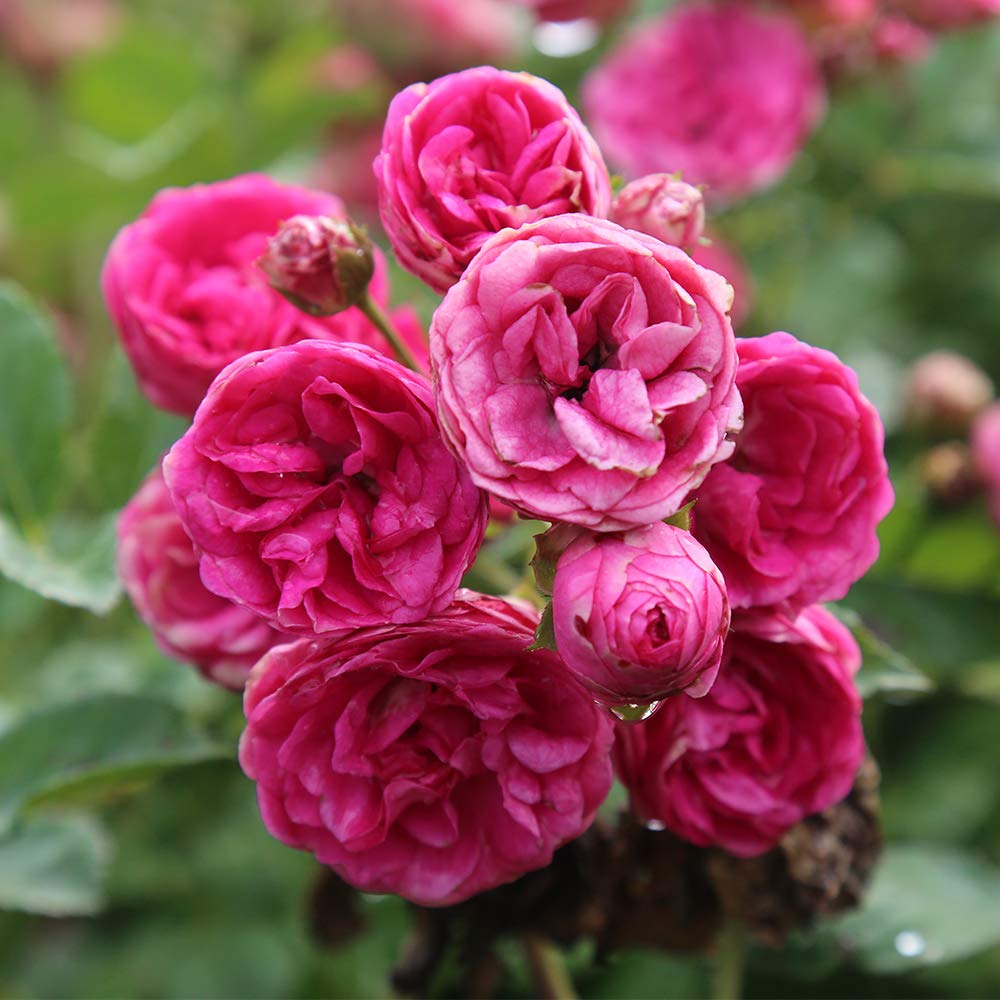 Amazon.com : Heirloom Roses Rose Plant - Kendyl Marie Pink Rose