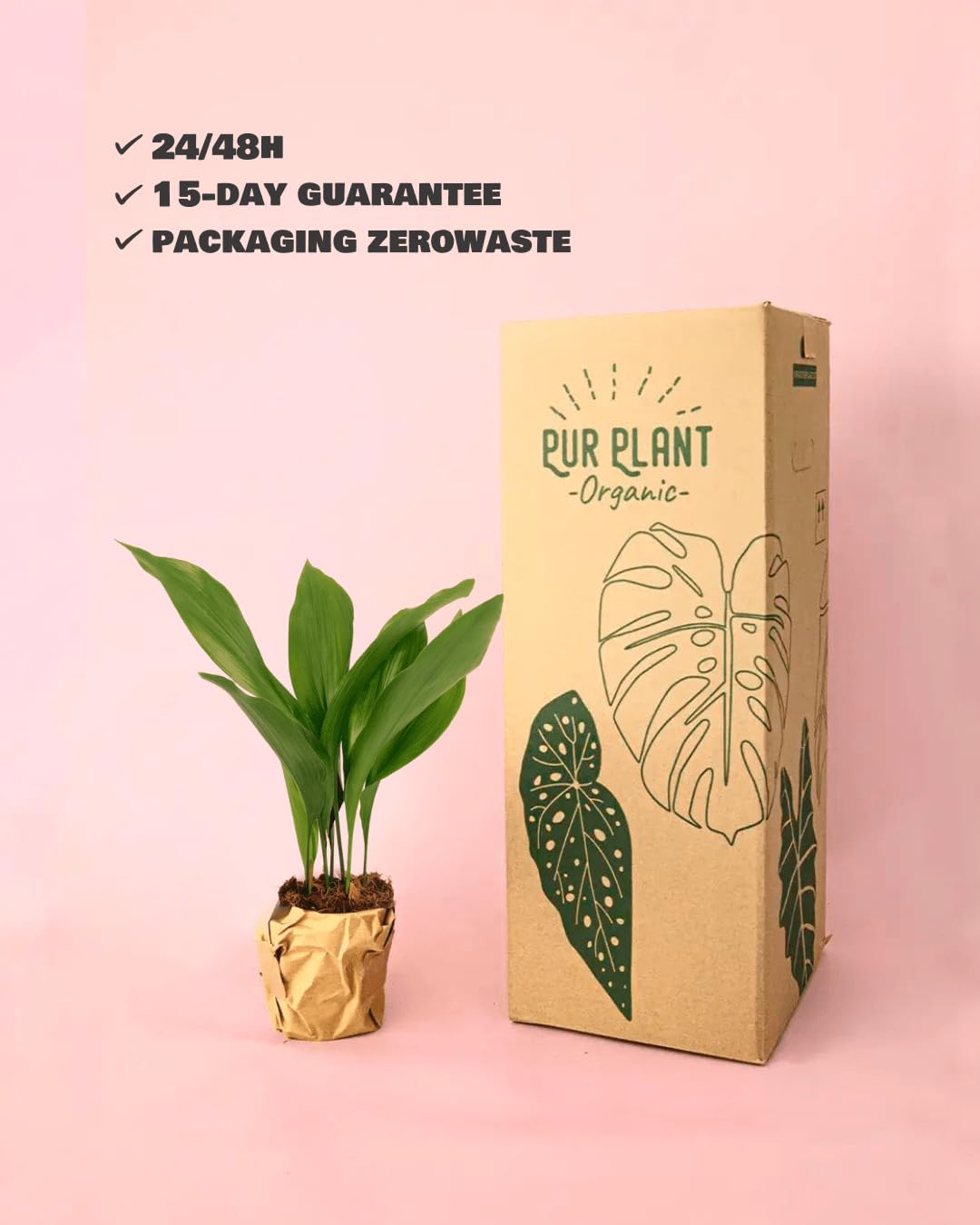 Aspidistra elatior | Planta natural de interior resistente, pet friendly y de poca luz | Pur Plant