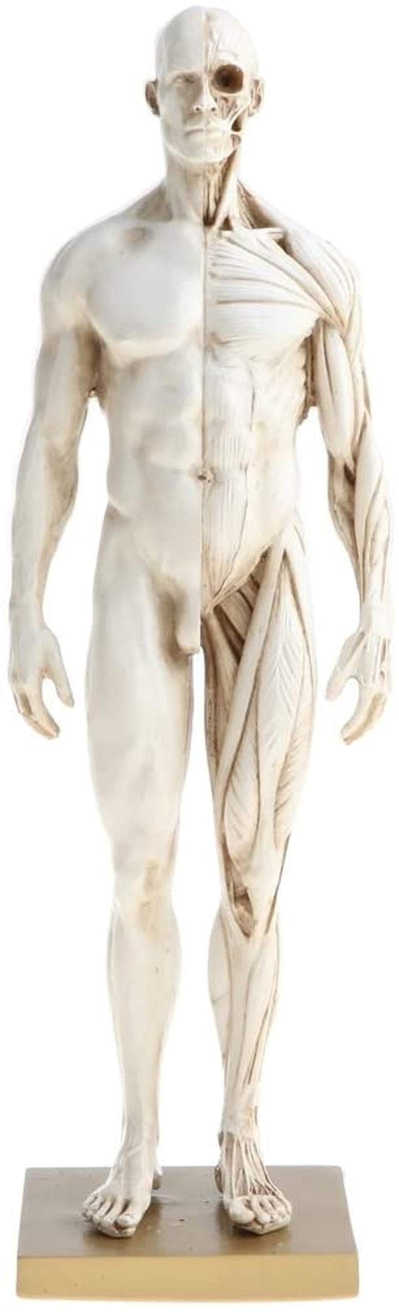 Amazon.co.jp: FIDEMM 人間人体模型 筋肉構造モデル 解剖学モデル