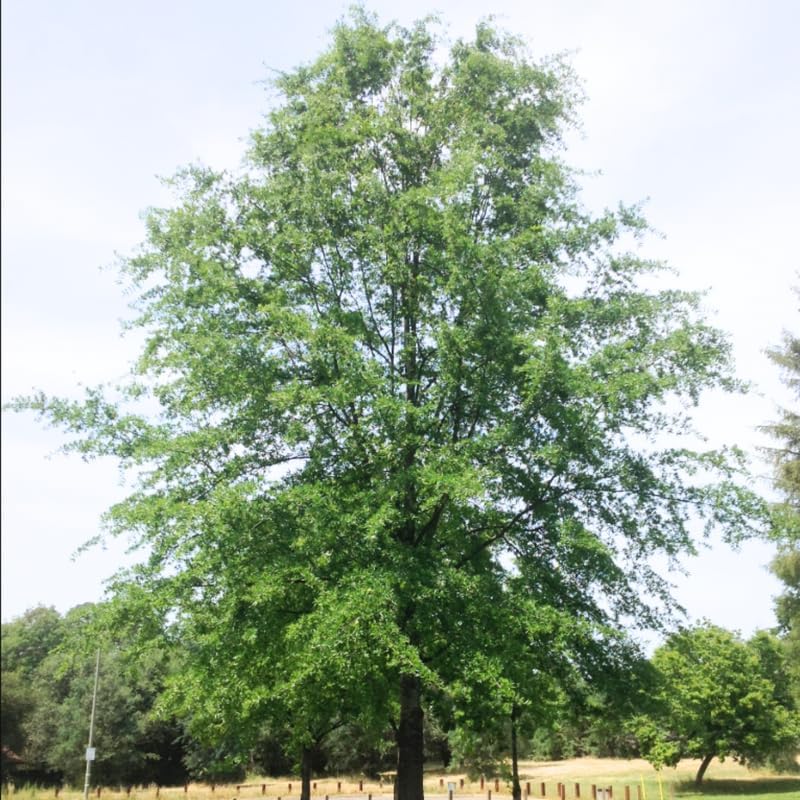 Miniatura 3 de Planta viva de roble, roble vivo para plantar, roble de 12 pulgadas de alto, maceta de 4 pulgadas para cultivar