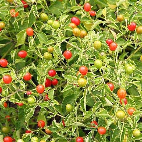 Piquant Pepper Seeds: Ignite Your Garden with Spicy Chili Piquins