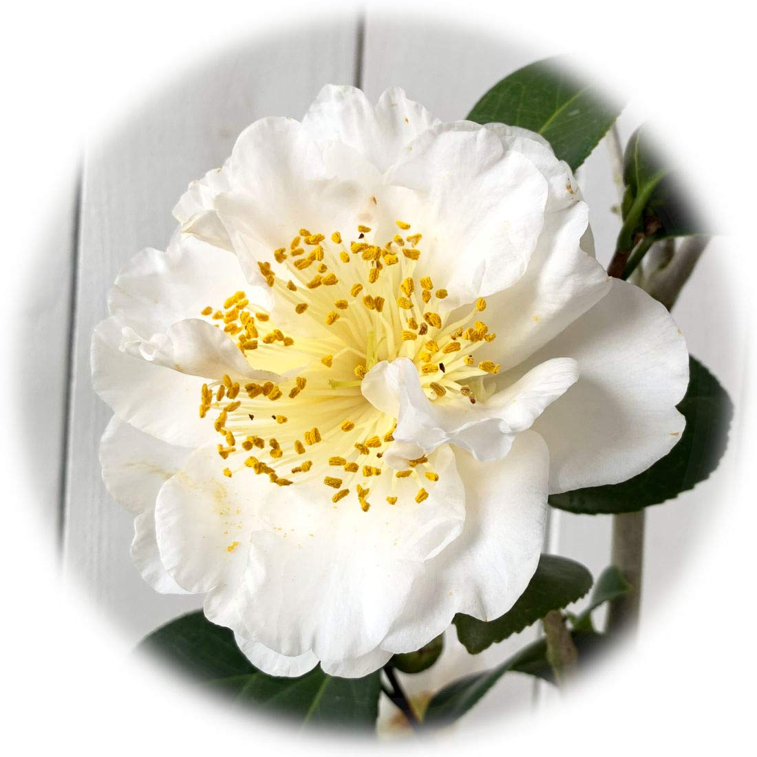 Amazon | 椿 苗木 深雪の香り 13.5cmポット苗 みゆきのかおり ツバキ