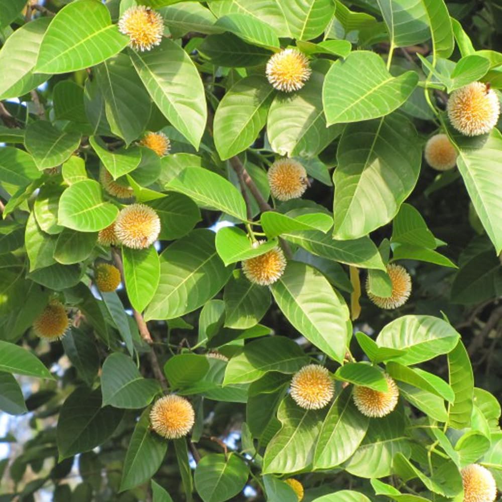 Kadam Plant (Neolamarckia cadamba) Live Tree – Fragrant Orange Flowers, Fast Growing Shade Tree for Garden & Outdoor, Healthy Grafted/Seedling Plant-image-39