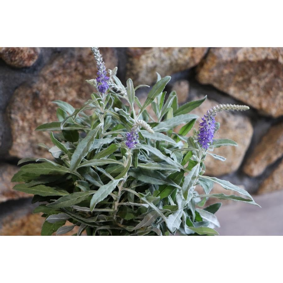 Amazon.co.jp: ベロニカ トウテイラン 3.5号ロングポット苗 1株販売 庭