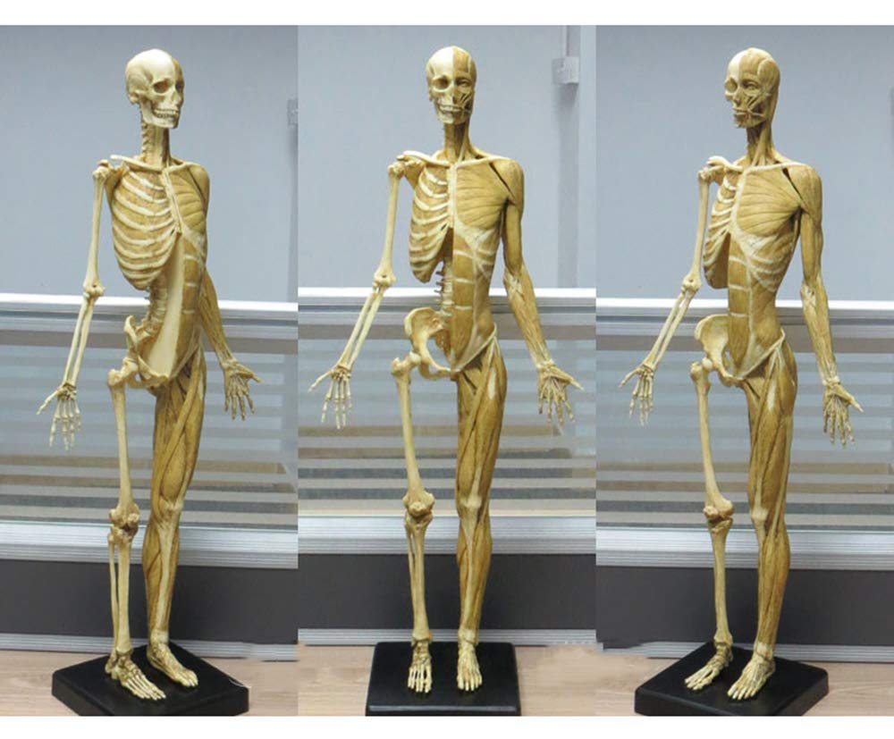 Buy LBYLYH Anatomical Model of Human Muscular Skeletons 23.6inch