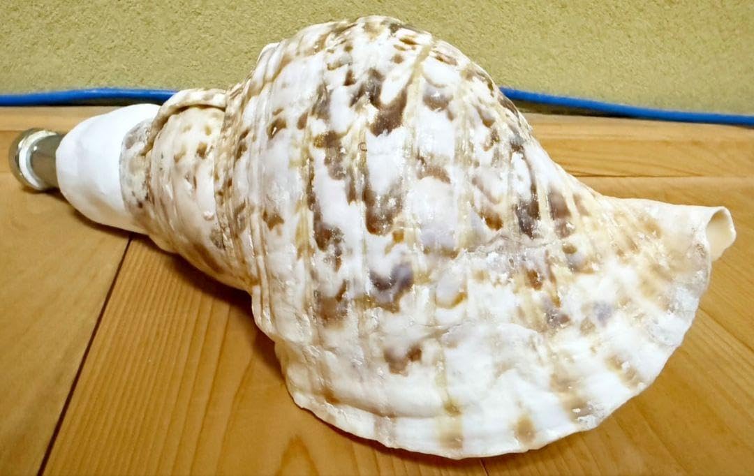 コンパクト 修験道法螺貝 密教 山伏 熊よけ 魔除け ほら貝